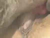 Close-up view of dog's penis which penetrates wet pussy 